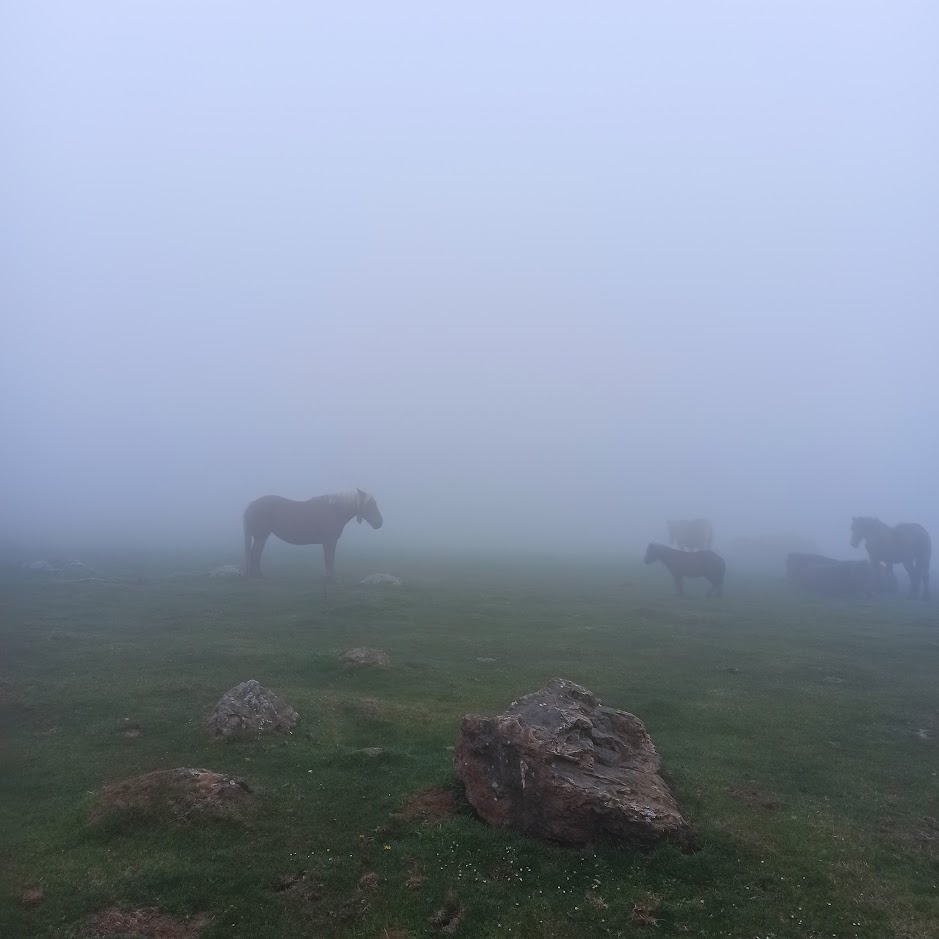 Caballos en el camino al albergue de Roncesvalles
