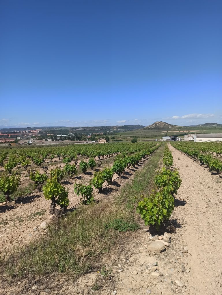 Cultivo de vino de Los arcos a Logroño
