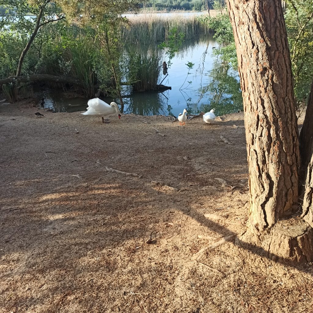 Lago de la etapa de Logroño a Nájera 